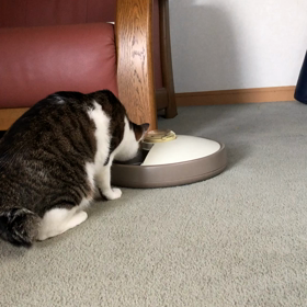 SMAPファンの娘と私。ジム通い、怒られてふて寝するデール。の画像