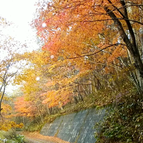 秋深まるの画像