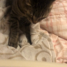 ふみふみ中の画像