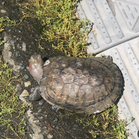 カメ の散歩の画像