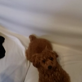 お出かけバッグに飛び込むナナの画像