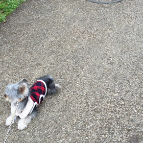 やっぱり嫌がる。の画像