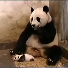 最近大笑いした動画の画像