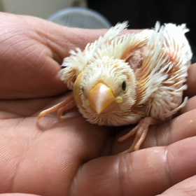 里親さんへの画像