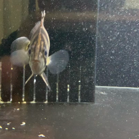 北海道からダトニオパーフェクト売約！の画像