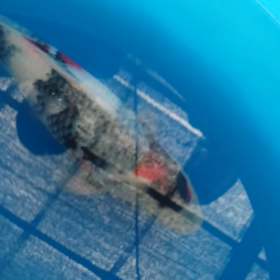 にゃおチョイスその3の画像