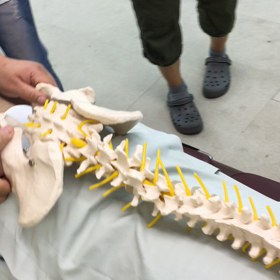 カイロプラクティック講習会の画像