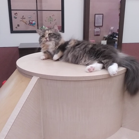 毛づくろいの画像