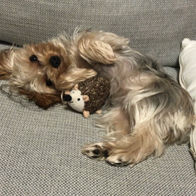 おやすみなさいの画像