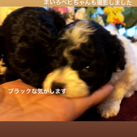 モノトーンBaby's♡♡♡♡の画像