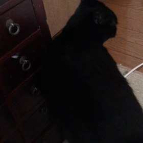 くろりん甘えるの画像