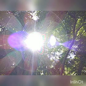 木漏れ日キラキラの画像