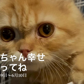つなちゃん里親決定おめでとう^ ^の画像