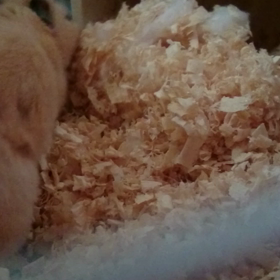 ☆ワンパクボーイのクッキーくん☆の画像