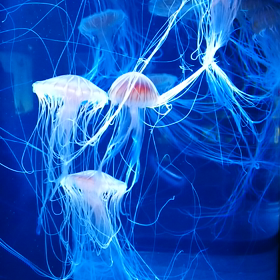 マリンピア日本海3の画像