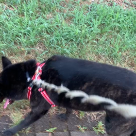 8月13日13わんこと1時間遠足  代々木公園の画像