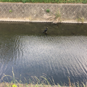 これはなんだ！？答えは川鵜！の画像