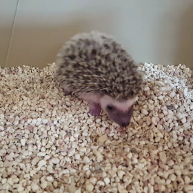 生後20日の画像