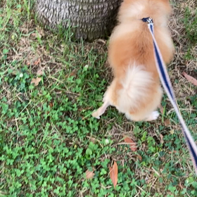 お散歩の画像