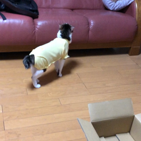 親切が仇になった…なんで気づかなかったんだろう先住猫デール。の画像