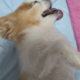 サクラ  テンカン発作の画像