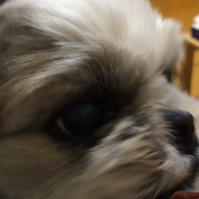 鹿肉 むしゃむしゃの画像