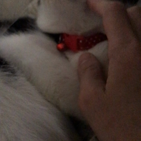 咲良ちゃんも甘えん坊？の画像