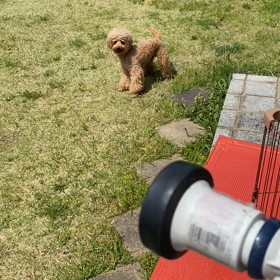 暑い日々をトイプードルさんと涼しく過ごそう。の画像