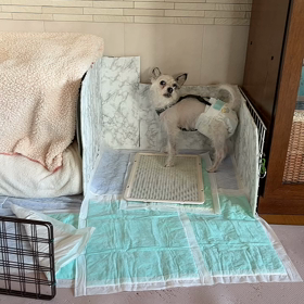 お泊まりの後の画像