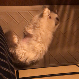 朝の彼女♪(´ε｀ )の画像