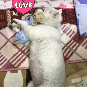 くまちゃんの画像