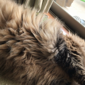 びっくりの画像