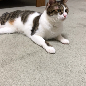 セブンのおにぎり企画！可愛いデール。の画像