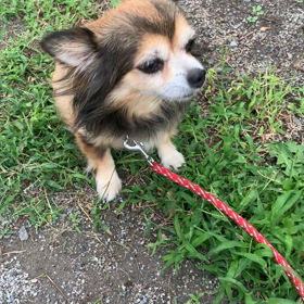 台風14号の風の画像