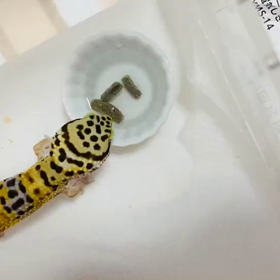 ピカちゃん　餌を待ちきれずの画像