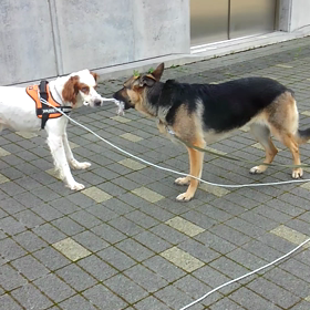 頑張れ！綱引き。の画像