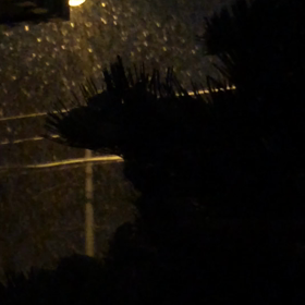 今朝は雪の画像