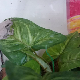 １週間ぶりの餌の画像