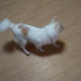 タマちゃんNo.25の画像