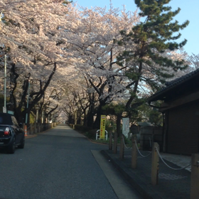お花見して来ましたの画像
