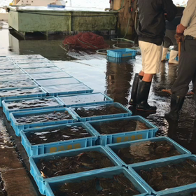 豊浜朝市の様子！の画像