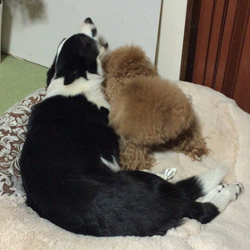 どっちが強いの画像