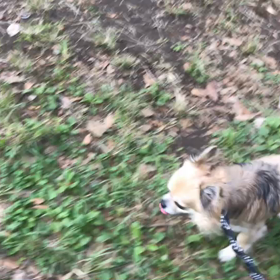 ♪お散歩動画♪代々木公園♪の画像