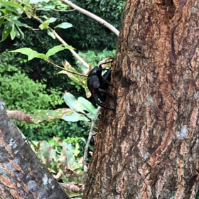 工房近くの木にの画像