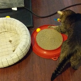 Ben のおもちゃの画像