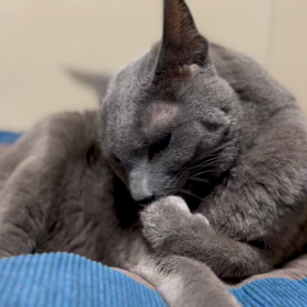 本日の玲音さんの画像