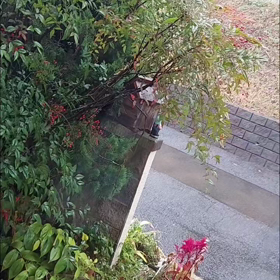 外はまだ雨止まぬ。。じゃわの画像