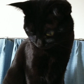 ジジ(=^ェ^=)の画像