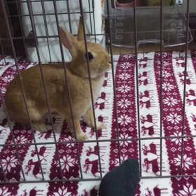 喜びの舞(動画)の画像