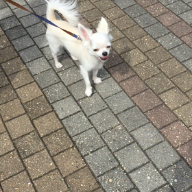 おさむ、初アウトレット！②の画像